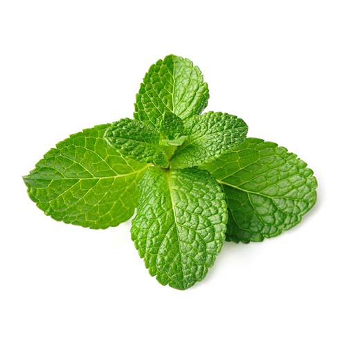 pudina/mint leaves - Antioxidant