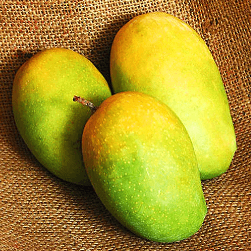 Kesar Mango - Semi Ripe