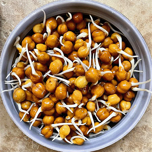 Chana Sprouts