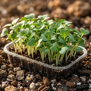 Organic Mustard Microgreens | Spicy & Nutrient-Dense | ERB