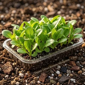 Organic Romaine Lettuce Microgreens | Fresh & Sweet | ERB