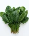 Best Organic Desi Spinach (Palak) in Delhi & Noida | Fresh & Local | ERB