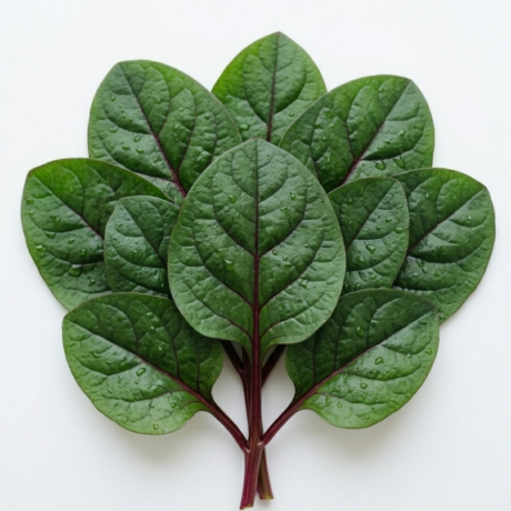 Organic Desi Poi Saag (Malabar Spinach) in Delhi & Noida | ERB